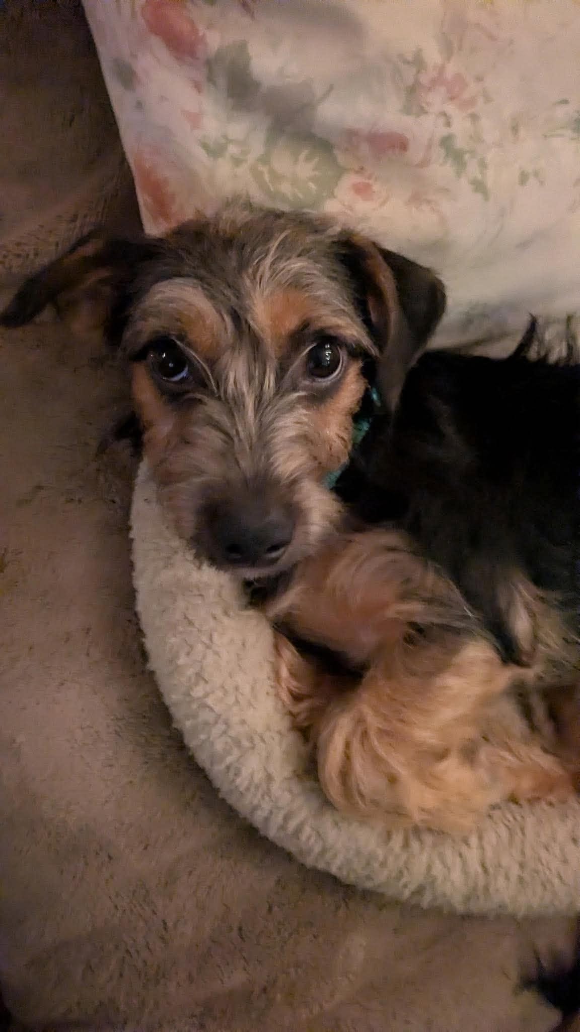 Cora